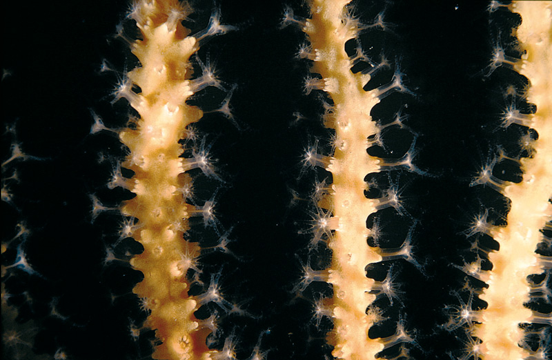 Cnidaria - Paramuricea clavata (Risso, 1826)